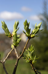Branch with a bud on