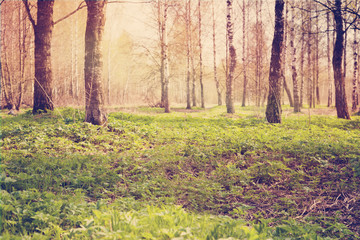 green spring grass in the forest, soft focus