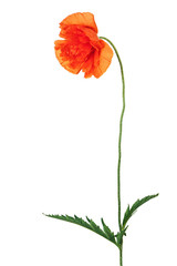 Single poppy flower isolated on white background.