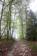 Fototapeta premium passage from bellecombe, park of Vercors, France