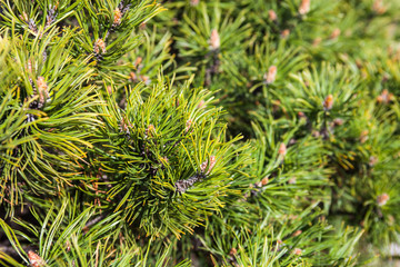 Closeup of the pine buds and needles