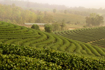 green tea plantation landscape