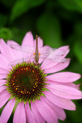 Dragonfly sitting on pink echinacea  flower