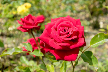 Bloody red rose