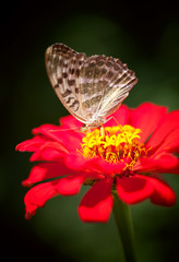 Butterfly sitting on a red flower in the darkness