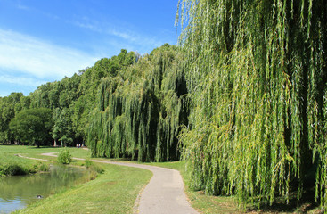 trauerweide