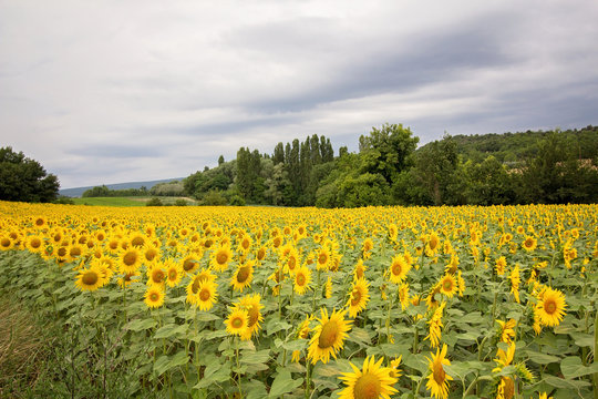 Sunflower field in a cloudy day in Provence, France