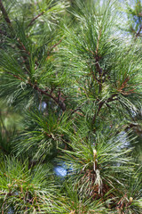 Fototapeta na wymiar Closeup of the pine buds and needles