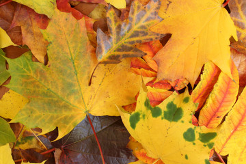 Tapis de feuilles mortes colorées