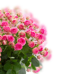 bouqet of fresh pink roses
