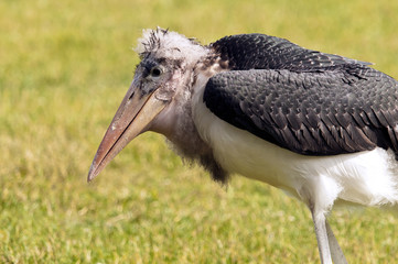Marabou stork