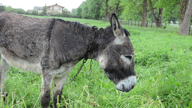 wet donkey animal graze in pasture grass and car go in rain