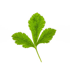 celery leaf