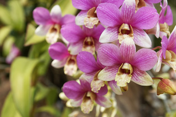 Purple orchid