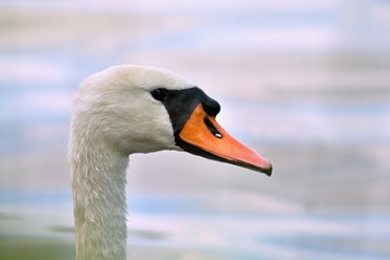 Swan head