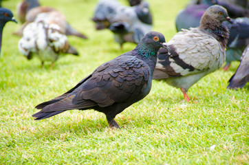 black pigeon