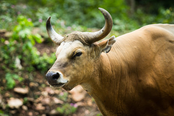 gaur
