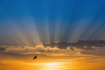 Photo sur Plexiglas Mer / coucher de soleil Oiseau au-dessus des rayons de lumière sur le ciel bleu