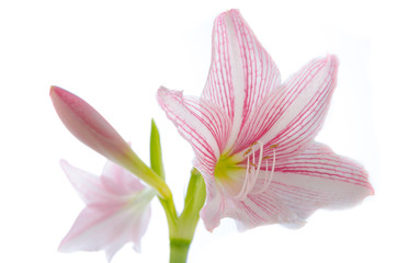 Fototapeta na wymiar Pink flower Lily