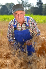 Naklejka na ściany i meble Organic farmer working in a wheat field and looking at the crop