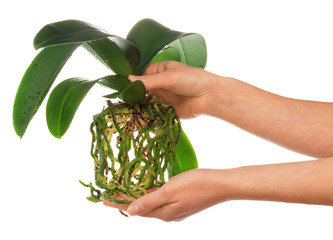 Orchid in a pot