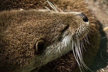 otter