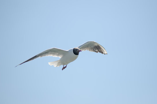 Flying gull (mew, seagull) in the sky