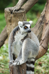 Ring tailed lemur