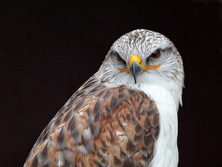 Buteo regalis - Buse rouilleuse - Ferruginous Hawk
