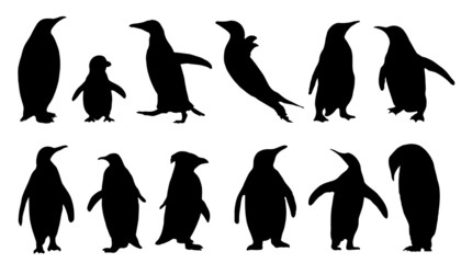 Obraz premium sylwetki pingwinów