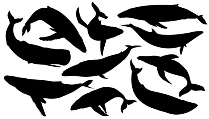 Fototapeta premium sylwetki wielorybów