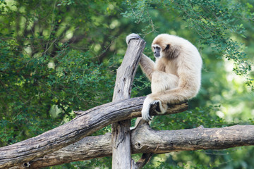 White cheeked gibbon