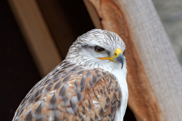 Buteo regalis - Buse rouilleuse - Ferruginous Hawk