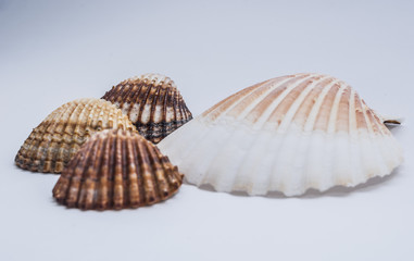perla di conchiglia