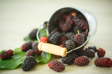 mulberry