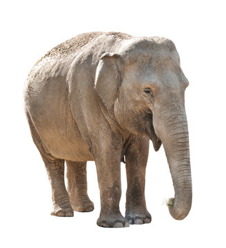 Fototapeta Elephant