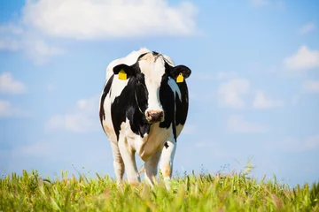 Fototapete Kuh Kuh auf dem Land im Frühling