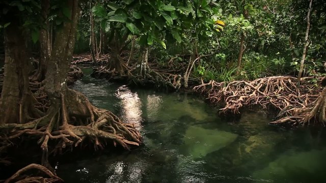 Crystal clear stream jungle of mangrove trees