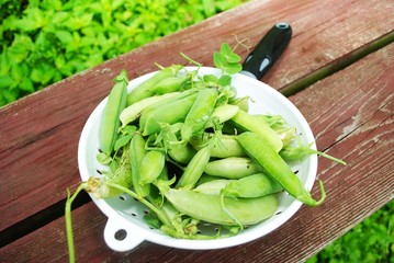 Strainer Filled with Fresh Picked Pea Pods on a Wooden Bench