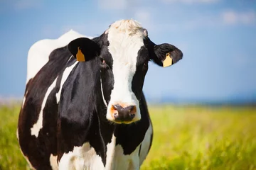Fotobehang Close-up koe op het platteland in de lente © daviles