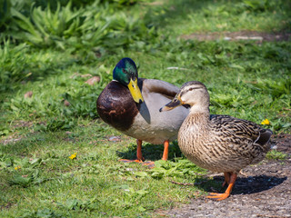 Male and female duck