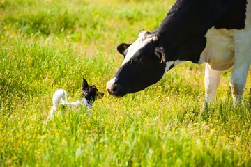 Fotobehang Koe Hond ontmoet een koe op het platteland