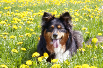 Australian Shepherd