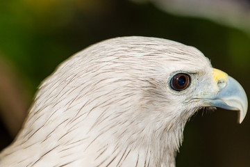 Head Shot of Brahminy Kite
