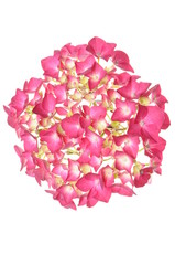 Head pink hydrangea flower isolated on white background