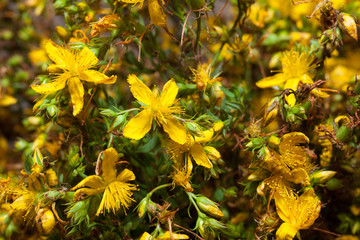 Hypericum perforatum