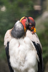 Königsgeier - Sarcoramphus papa