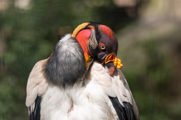 Königsgeier - Sarcoramphus papa