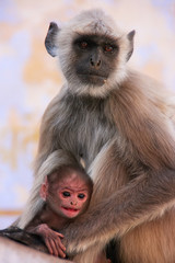 Gray langur with a baby sitting at the temple, Pushkar, India