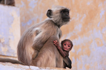Gray langur with a baby sitting at the temple, Pushkar, India